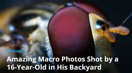 Blog "amazing macro photos"