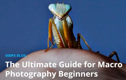 Blog "ultimate guide for macro photography beginners"