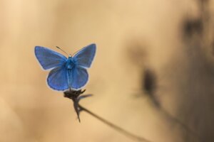 Photo du club Objectif Image 85 - Thème "Bleu"