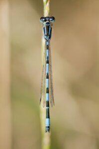 Photo du club Objectif Image 85 - Thème "Bleu"