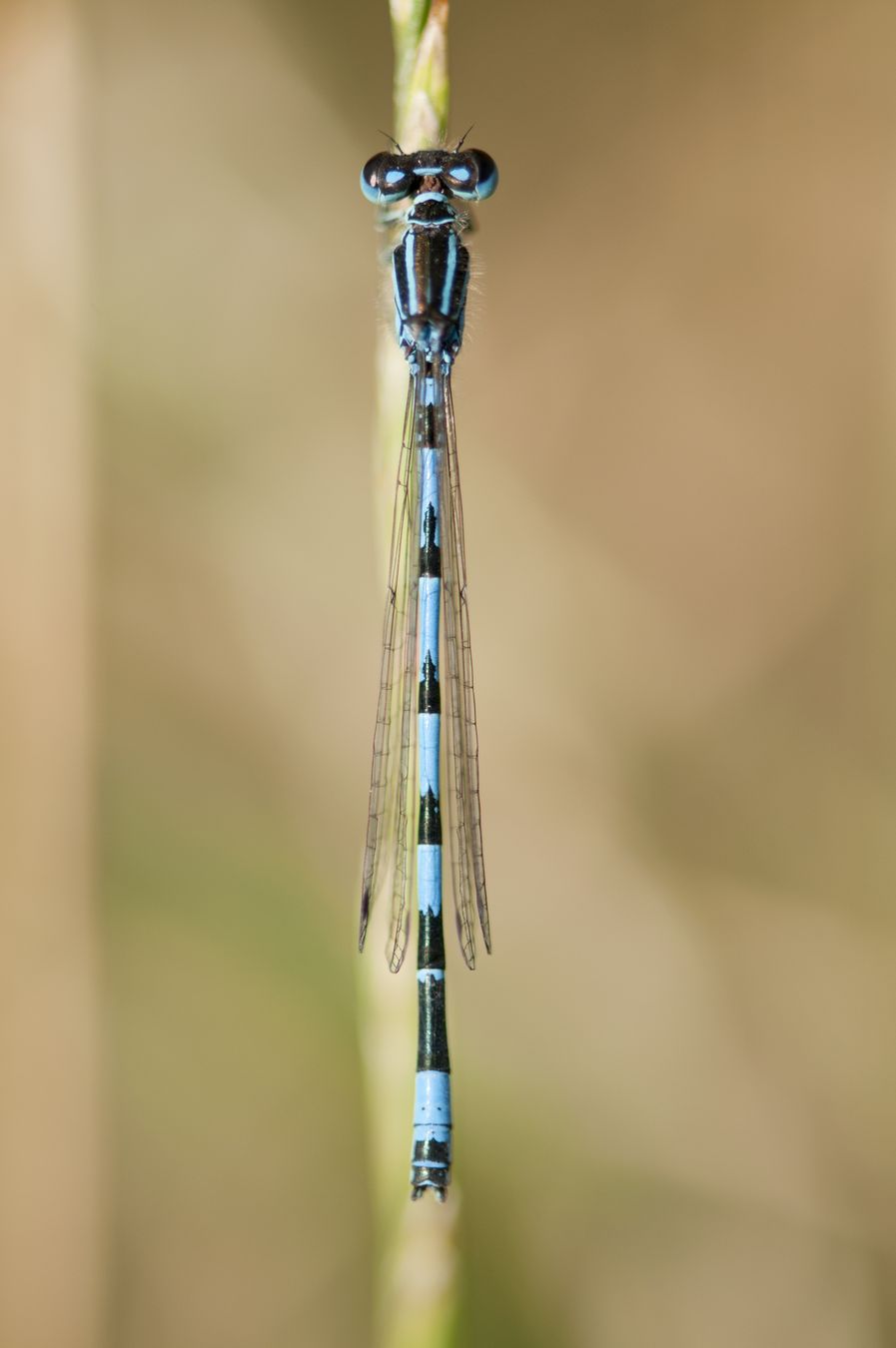 Photo du club Objectif Image 85 - Thème "Bleu"