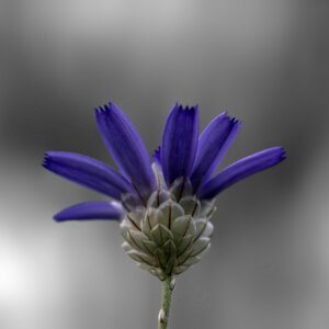Photo du club Objectif Image 85 - Thème "Bleu"