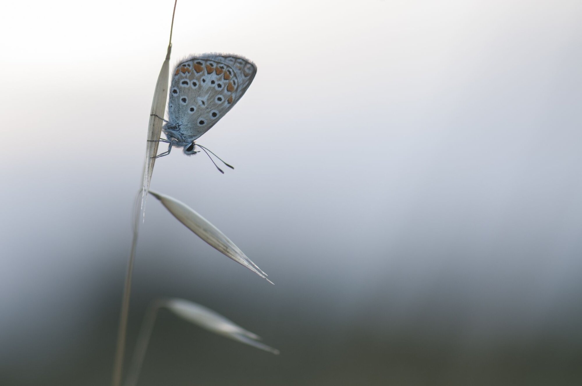 Photo du club Objectif Image 85 - Exposition "Dans nos jardins"