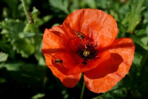 Photo du club Objectif Image 85 - Exposition "Dans nos jardins"