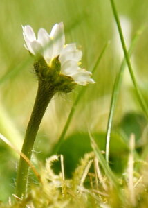 Photo du club Objectif Image 85 - Exposition "Dans nos jardins"