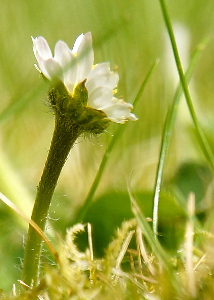 Photo du club Objectif Image 85 - Exposition "Dans nos jardins"