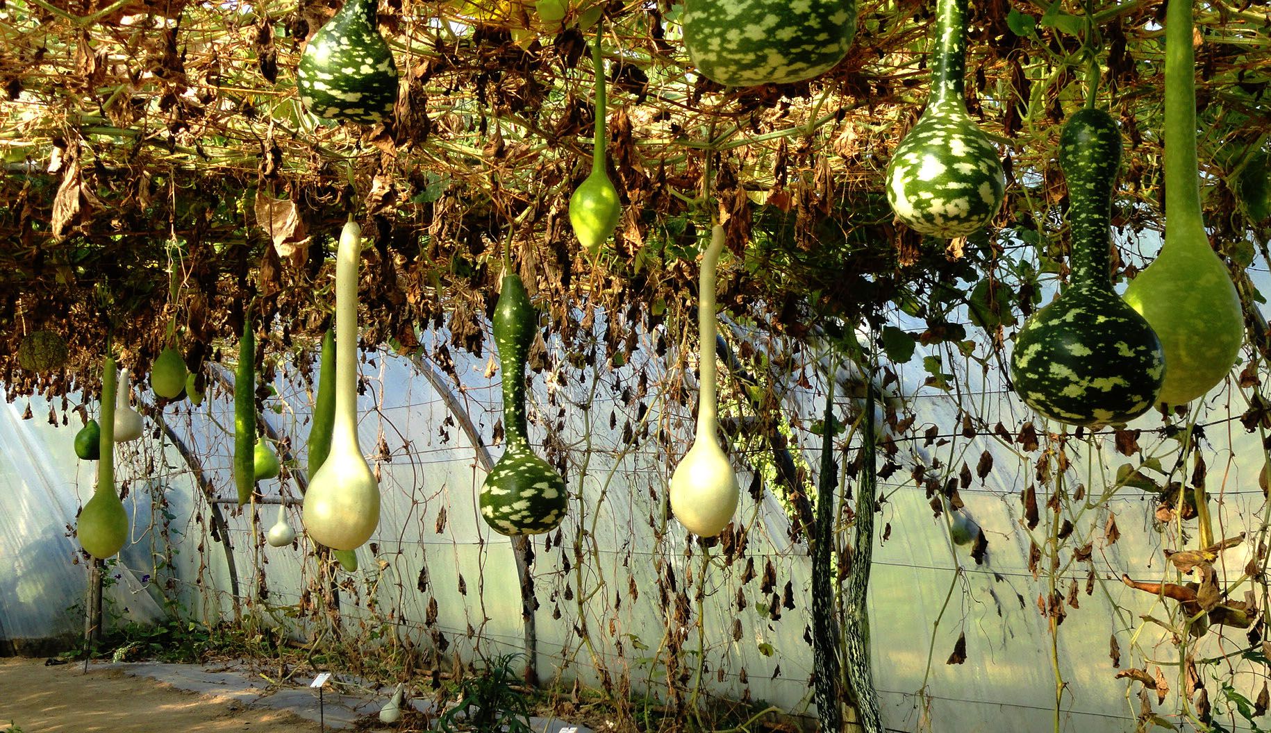Photo du club Objectif Image 85 - Exposition "Dans nos jardins"