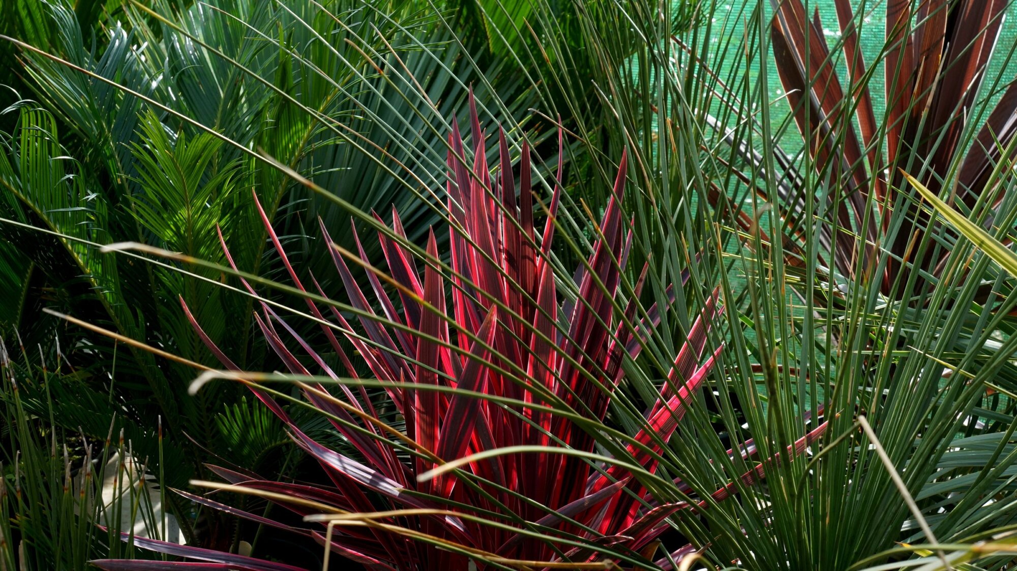 Photo du club Objectif Image 85 - Exposition "Dans nos jardins"
