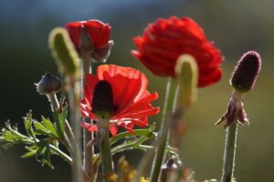 Photo du club Objectif Image 85 - Exposition "Dans nos jardins"