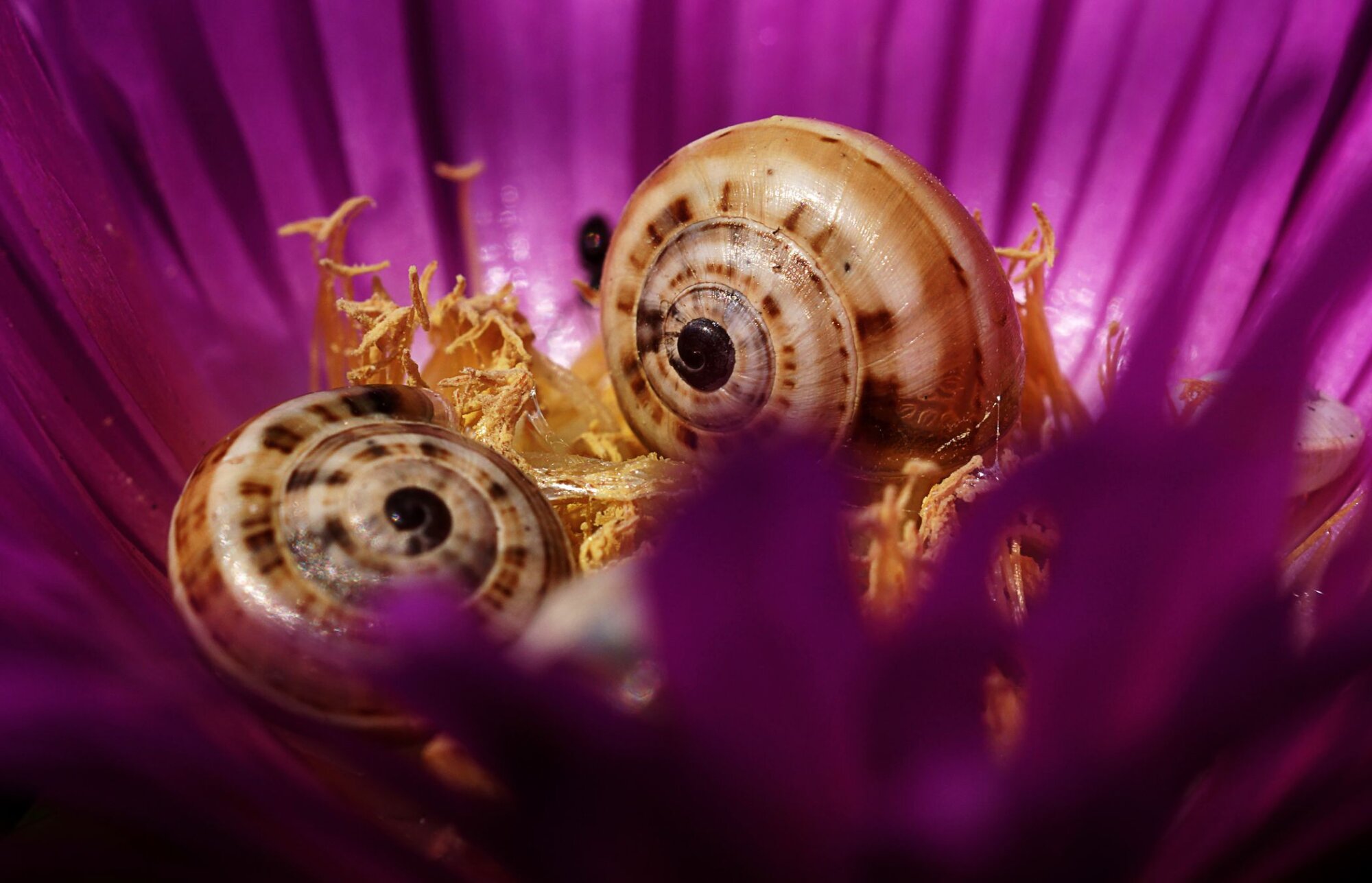 Photo du club Objectif Image 85 - Exposition "Dans nos jardins"