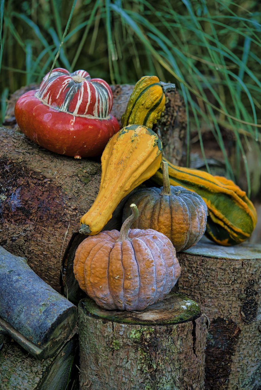 Photo du club Objectif Image 85 - Exposition "Dans nos jardins"