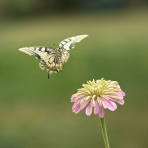 Photo du club Objectif Image 85 - Exposition "Dans nos jardins"