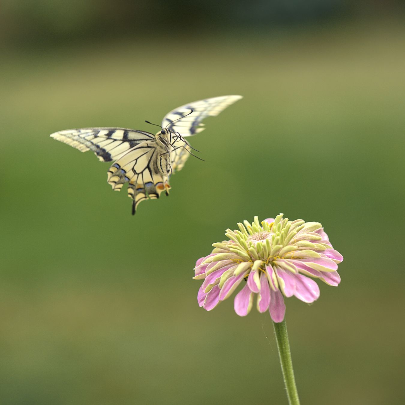 Photo du club Objectif Image 85 - Exposition "Dans nos jardins"