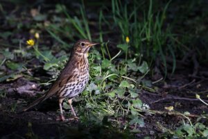 Photo du club Objectif Image 85 - Exposition "Dans nos jardins"