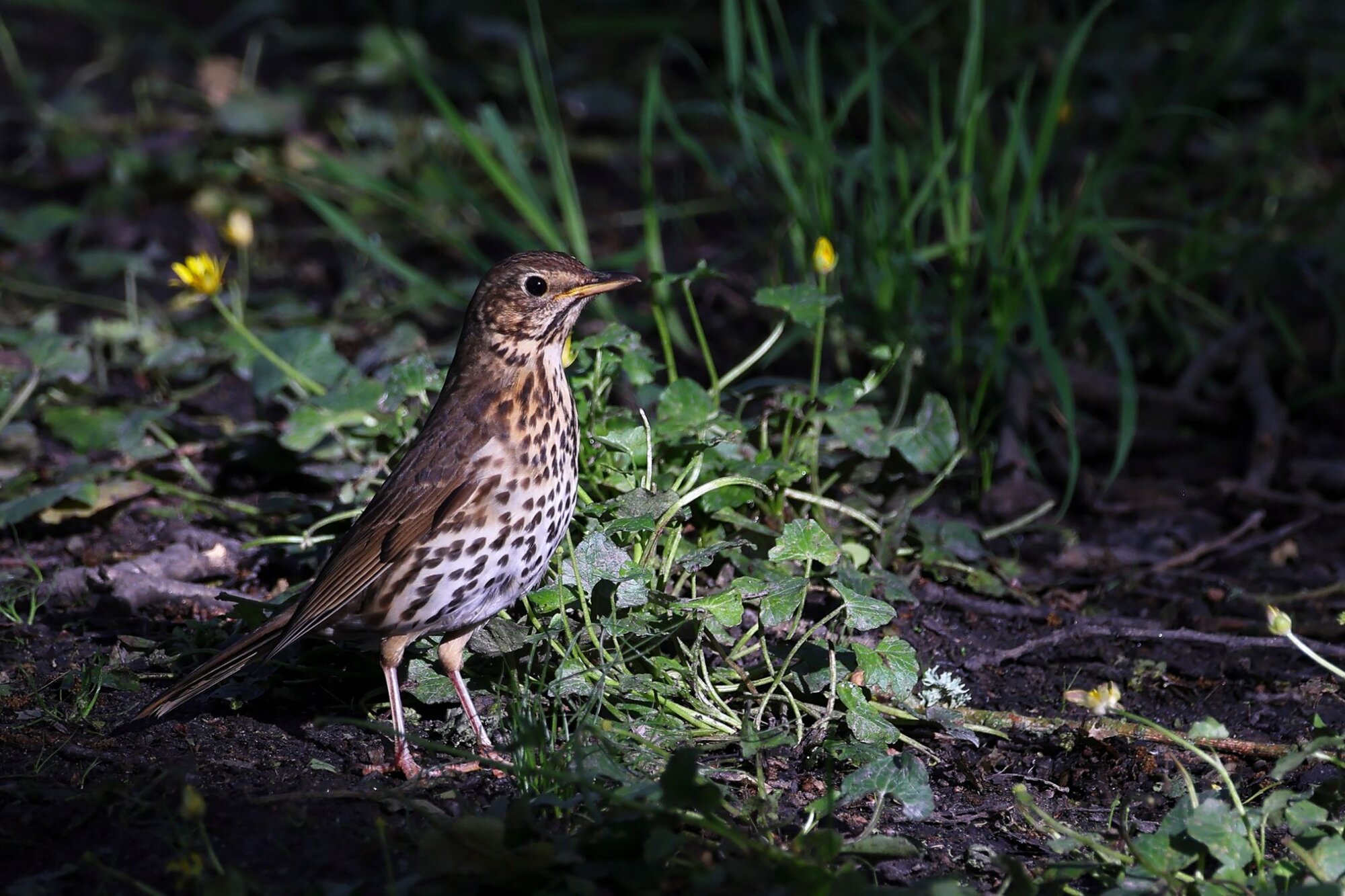 Photo du club Objectif Image 85 - Exposition "Dans nos jardins"