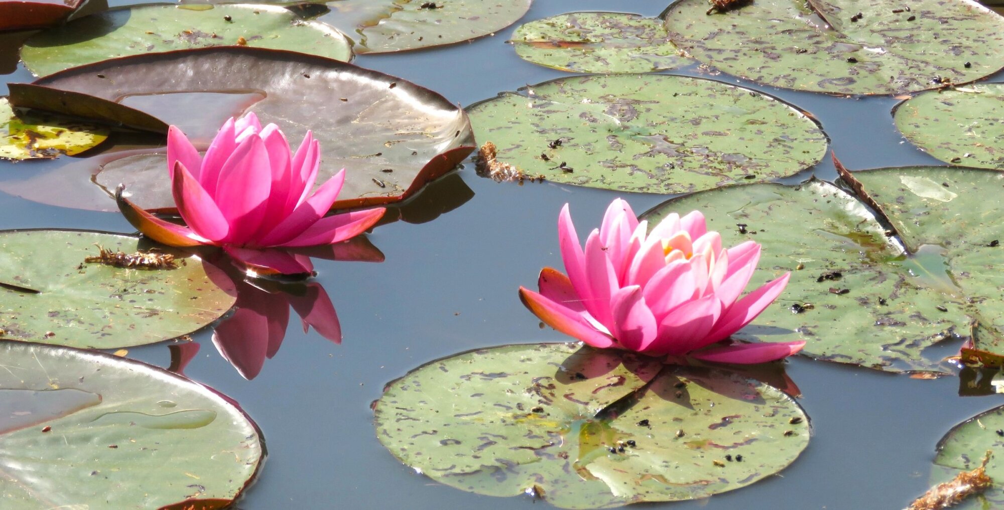 Photo du club Objectif Image 85 - Exposition "Dans nos jardins"