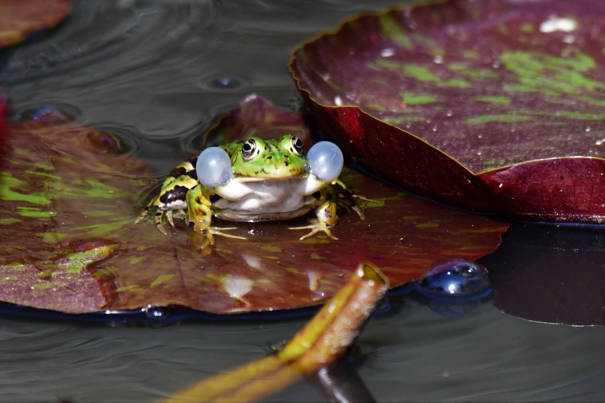 Photo du club Objectif Image 85 - Exposition "Dans nos jardins"