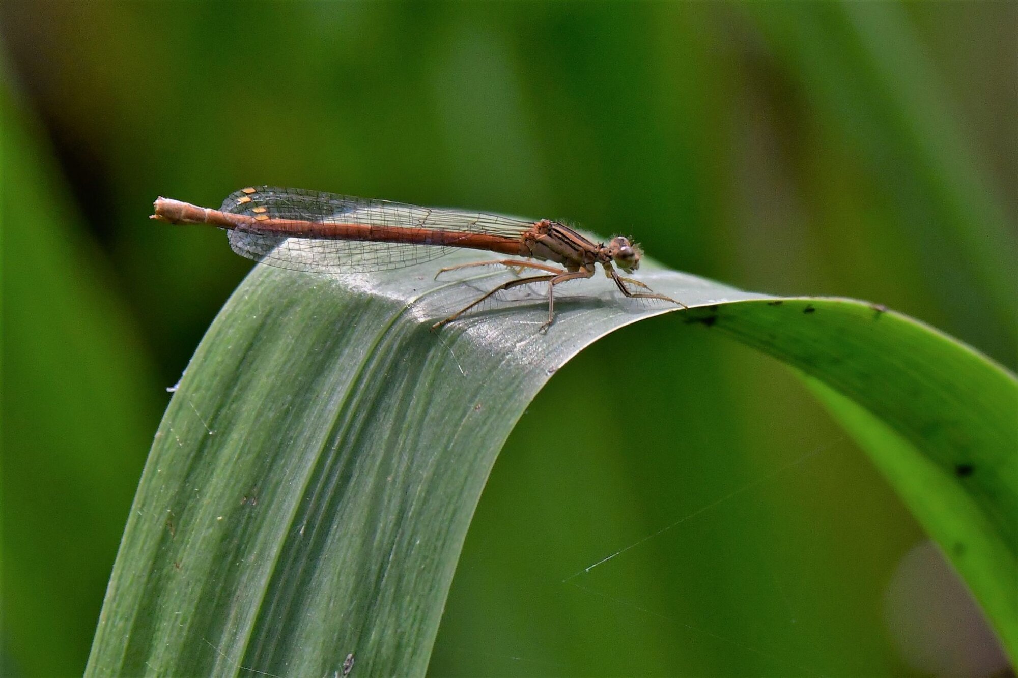 Photo du club Objectif Image 85 - Exposition "Dans nos jardins"