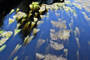 Photo du club Objectif Image 85 - Exposition "Dans nos jardins"