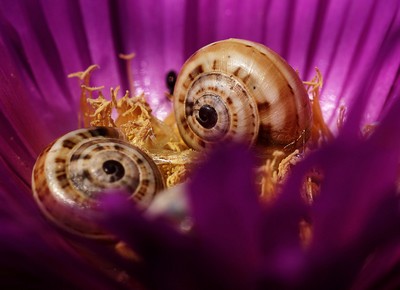 Photo du club Objectif Image 85 - Exposition "Dans nos jardins"