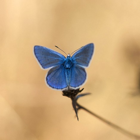 Papillon bleu