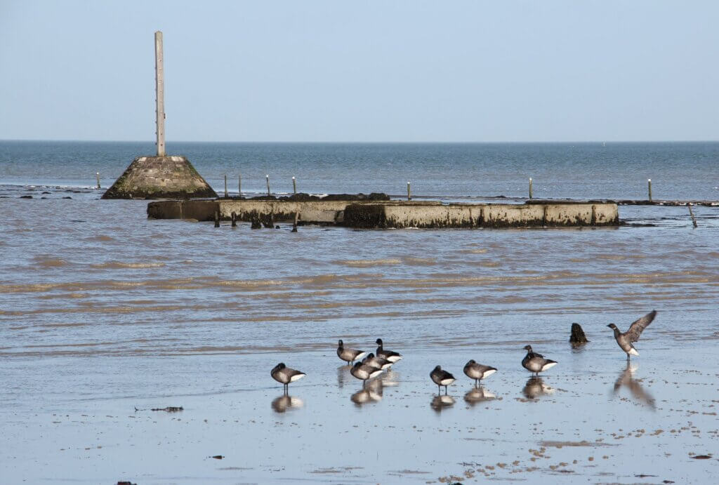 Photo du club Objectif Image 85 - Sortie autour du Gois 2025