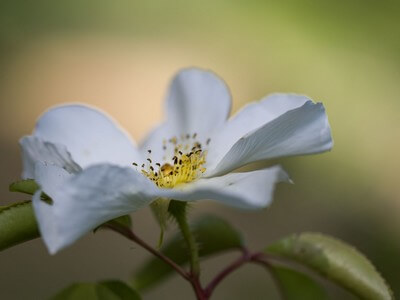 Photo du club Objectif Image 85 - Sortie jardin d'Alcime mai 2025