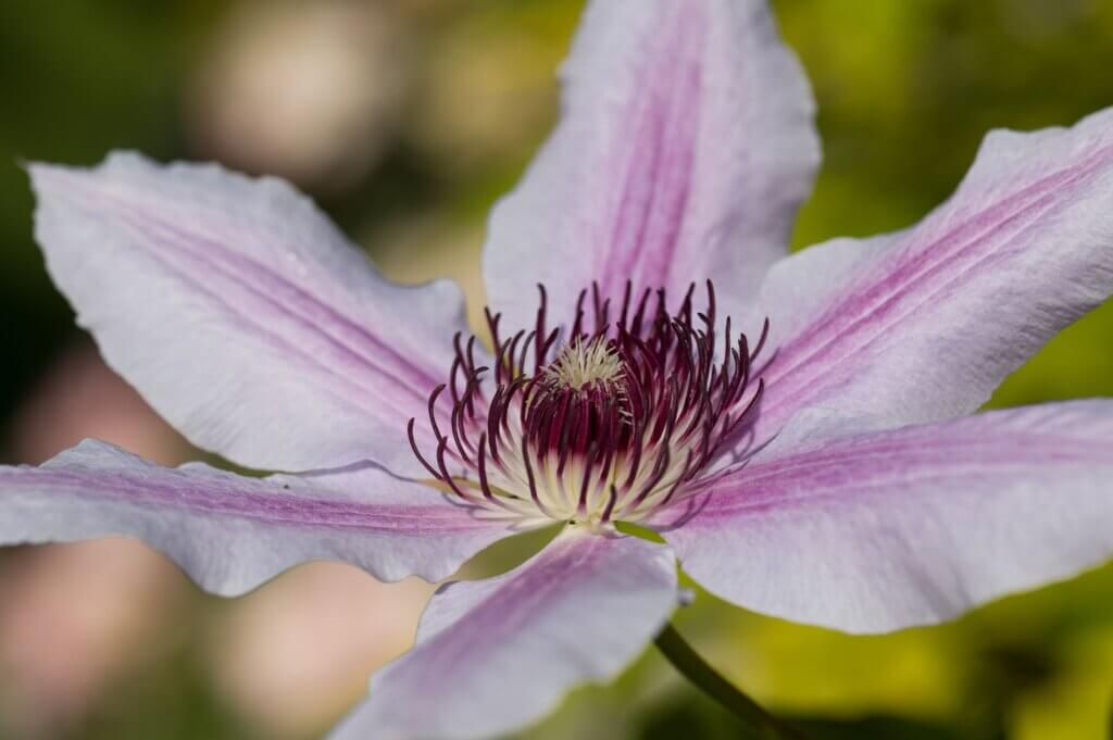 Photo du club Objectif Image 85 - Sortie jardin d'Alcime mai 2025