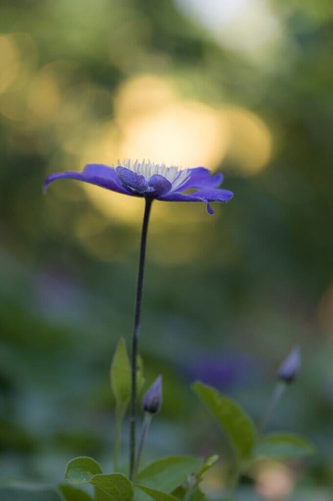 Photo du club Objectif Image 85 - Sortie jardin d'Alcime mai 2025