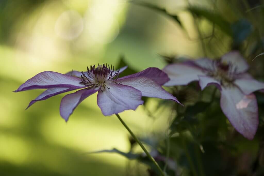 Photo du club Objectif Image 85 - Sortie jardin d'Alcime mai 2025