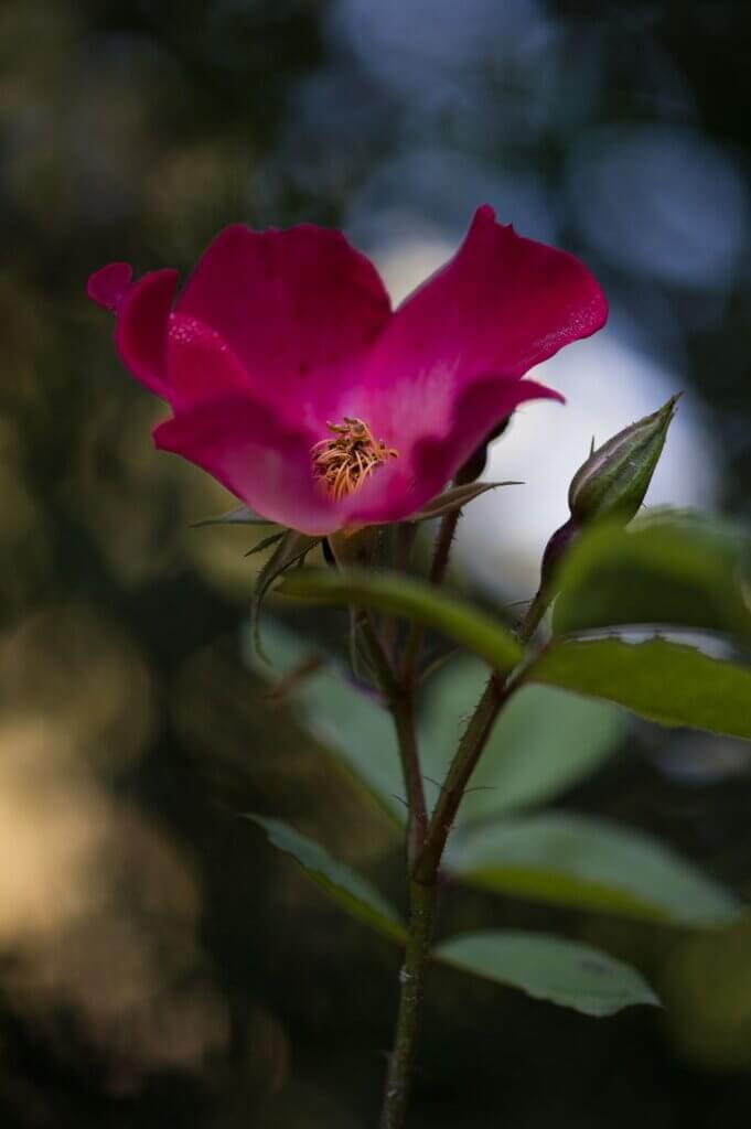 Photo du club Objectif Image 85 - Sortie jardin d'Alcime mai 2025
