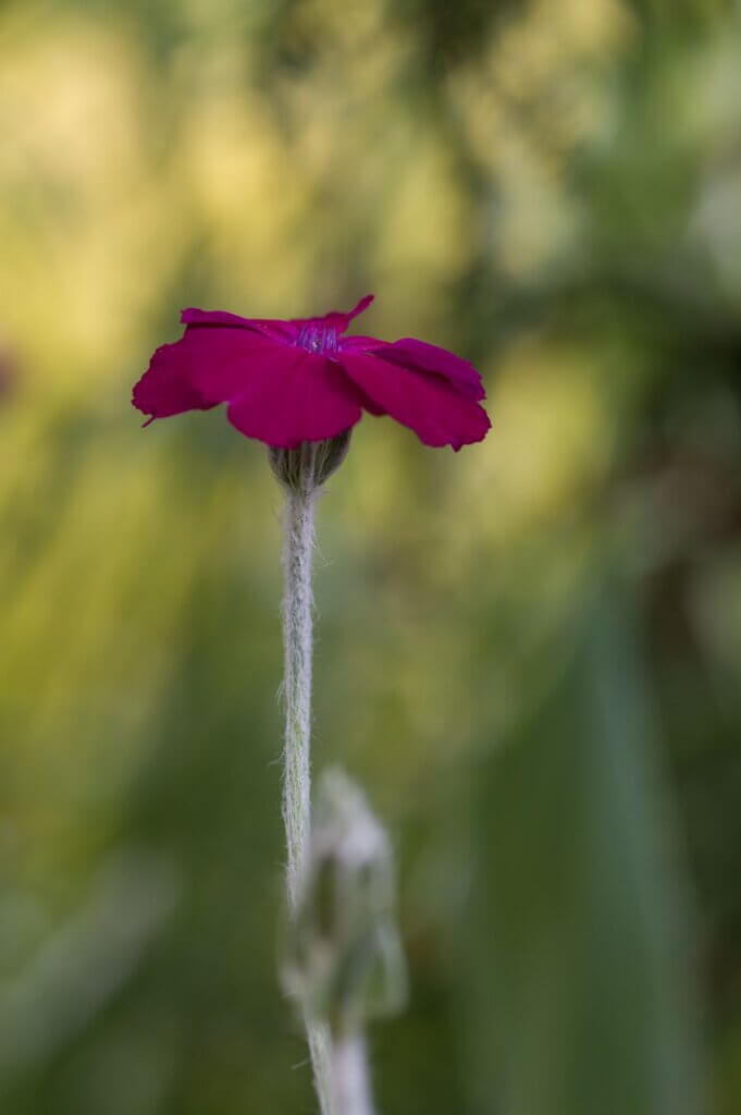 Photo du club Objectif Image 85 - Sortie jardin d'Alcime mai 2025