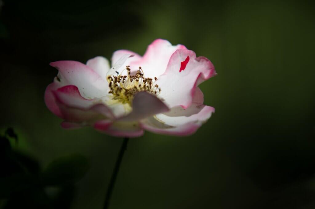 Photo du club Objectif Image 85 - Sortie jardin d'Alcime mai 2025