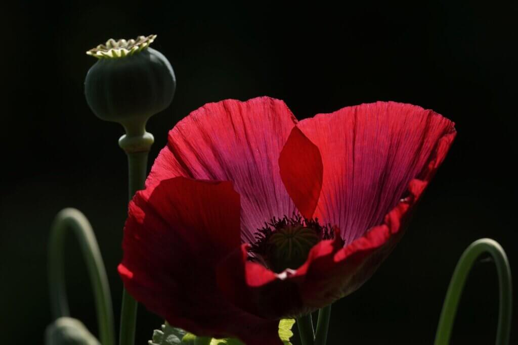 Photo du club Objectif Image 85 - Sortie jardin d'Alcime mai 2025
