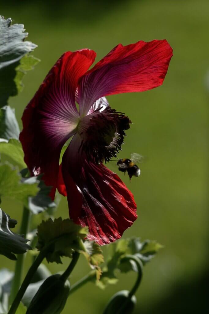 Photo du club Objectif Image 85 - Sortie jardin d'Alcime mai 2025