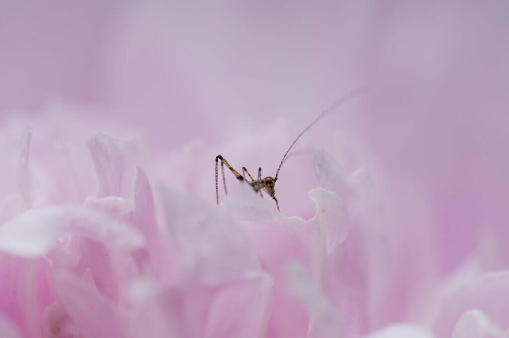 Photo du club Objectif Image 85 - Thème macro mai 2025