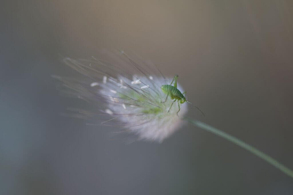 Photo du club Objectif Image 85 - Thème macro mai 2025