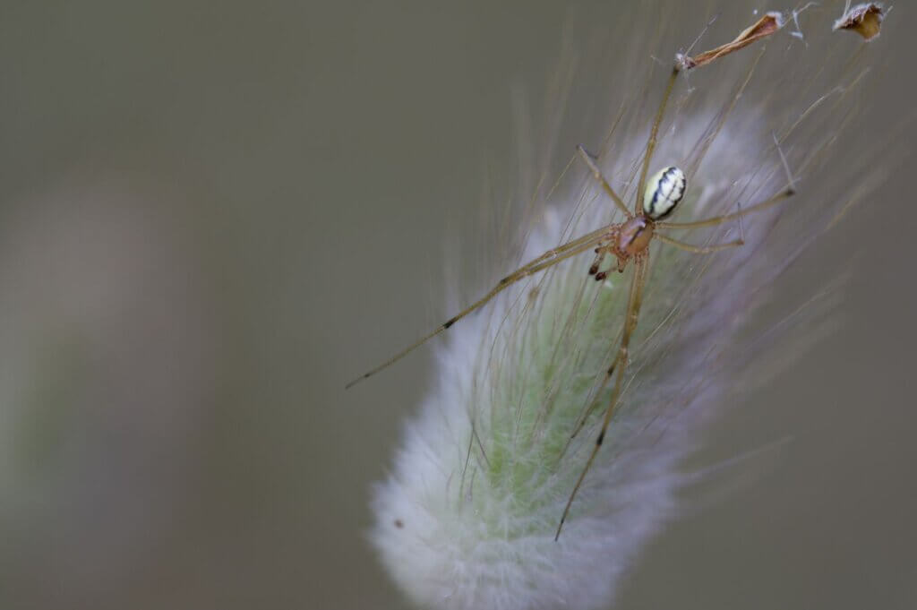 Photo du club Objectif Image 85 - Thème macro mai 2025