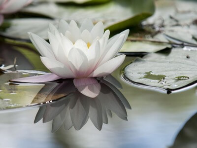 Photo du club Objectif Image 85 - Thème les reflets