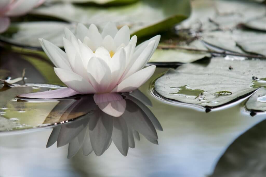 Photo du club Objectif Image 85 - Thème les reflets